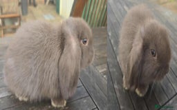 Mini Lop rabbits for sale: Pure bred mini lops looking for new home - Image 3