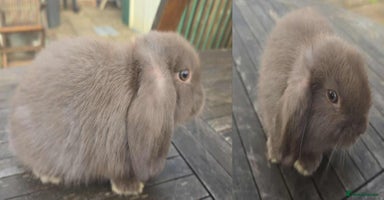 Mini Lop rabbits - Advert 10