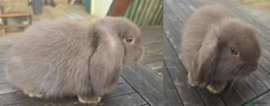 Mini Lop rabbits - Advert 5