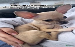 Chihuahua dogs for sale: Toy size baby girl chihuahua 🩷 - Advert 1
