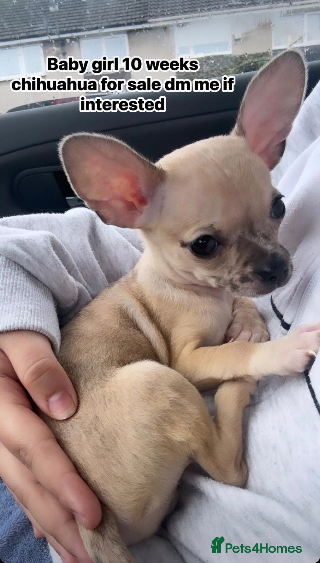 Chihuahua dogs for sale: Toy size baby girl chihuahua 🩷 - Advert 1