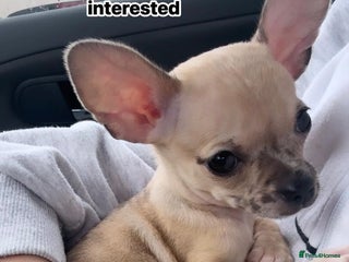 Chihuahua dogs Toy size baby girl chihuahua 🩷 - Advert 1