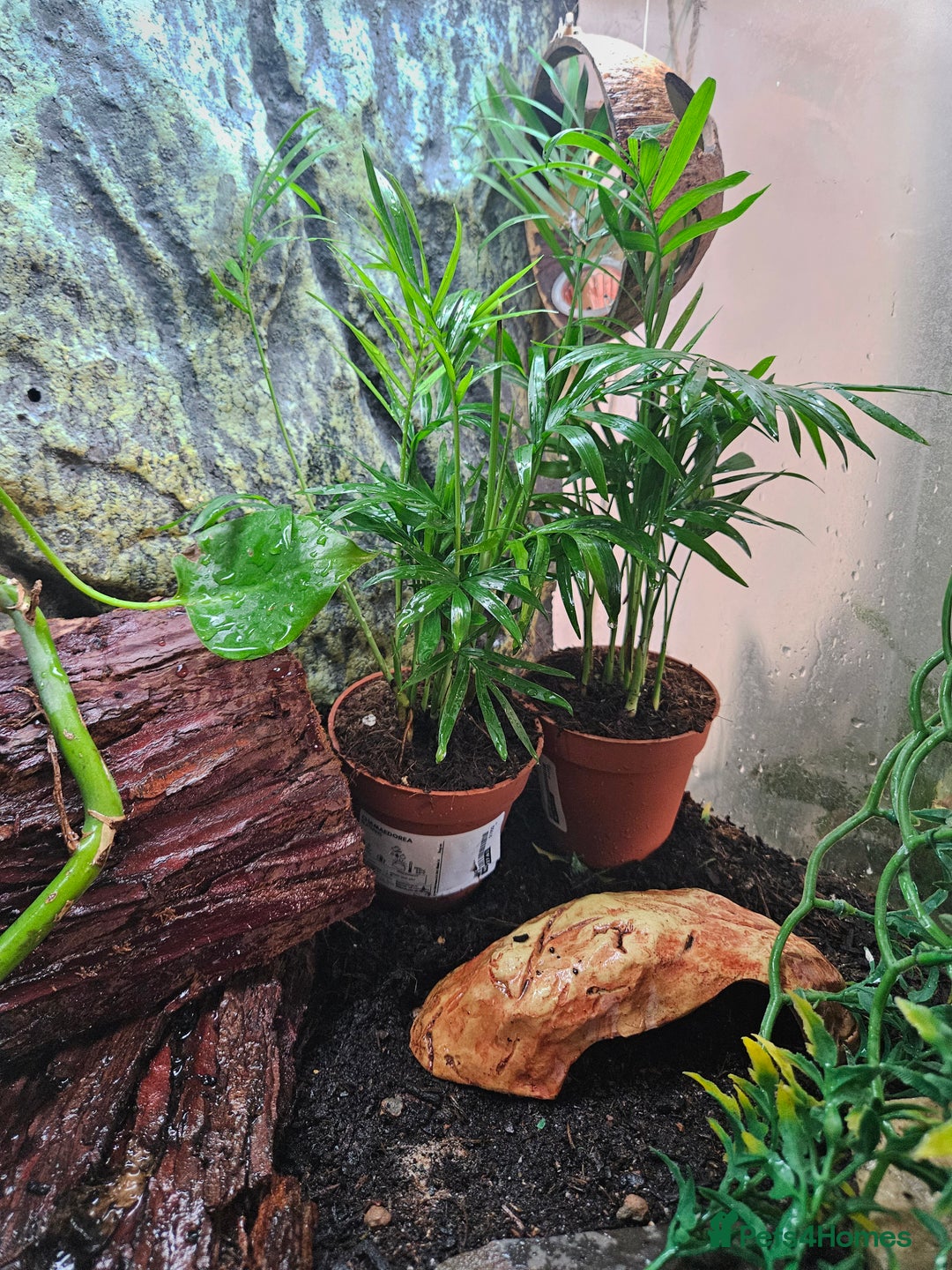 Gecko reptiles for sale: Crested Gecko + Vivarium Full set up  - Image 5