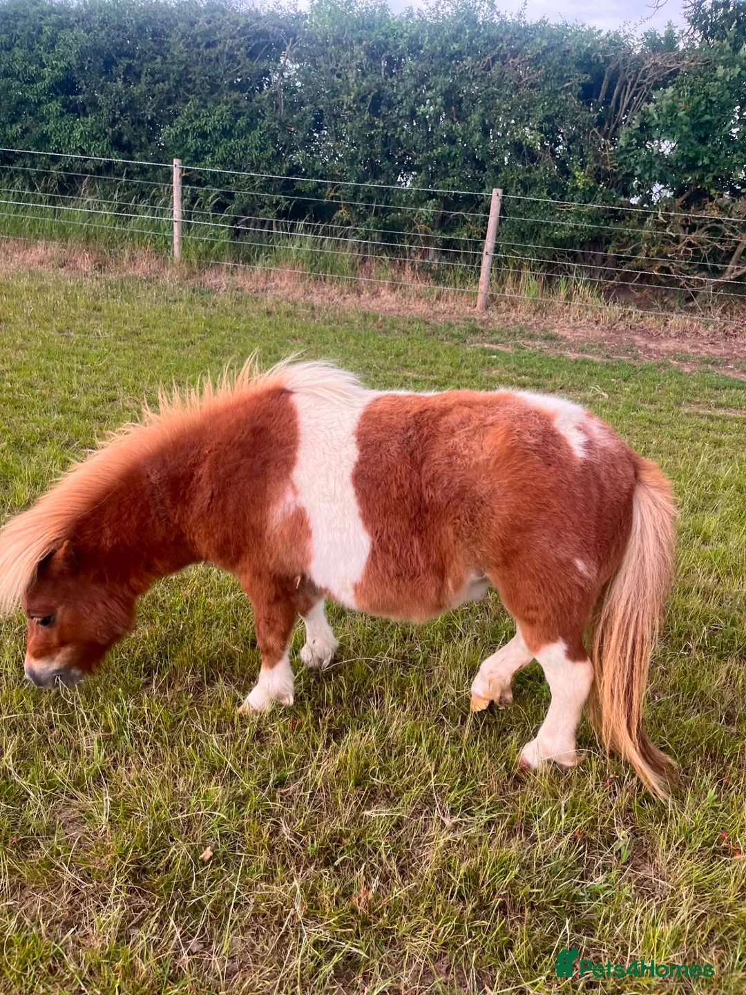 Shetland pony horses for sale: Mini shetland  - Advert 2