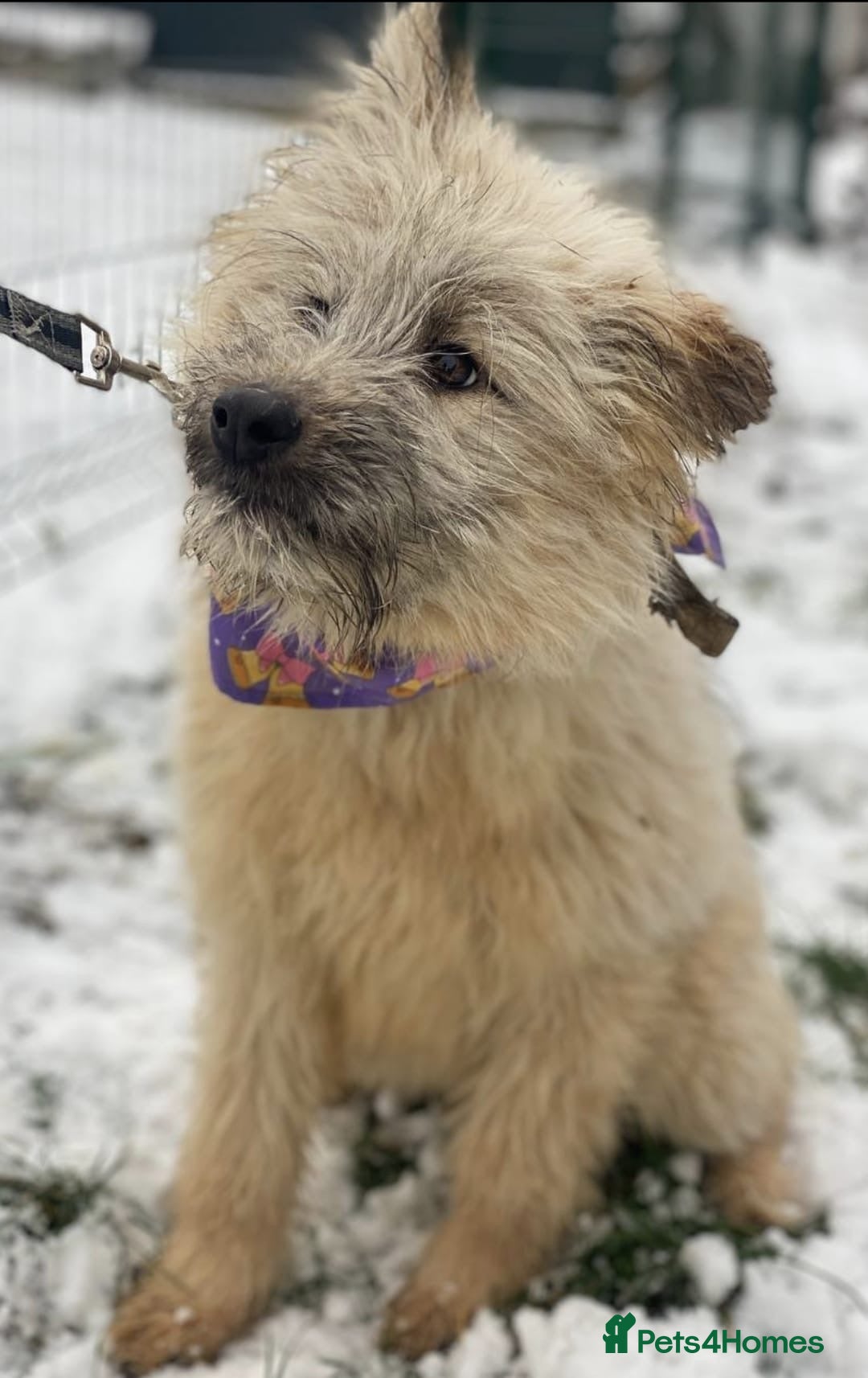 Mixed Breed dogs ❤️🐶 KIKI – THE LITTLE SWEETHEART - Advert 1