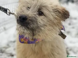 Mixed Breed dogs ❤️🐶 KIKI – THE LITTLE SWEETHEART - Advert 1