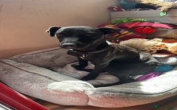 Patterdale Terrier dogs for sale: Female patterdale pup - Image 3