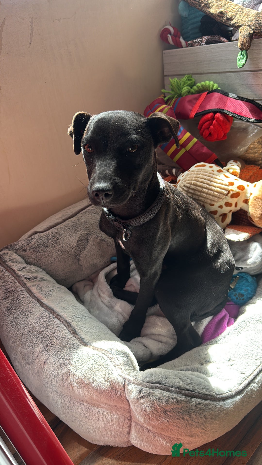 Patterdale Terrier dogs for sale: Female patterdale pup - Image 3
