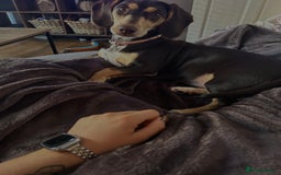 Dachshund dogs for sale: 8 month gorgeous chocolate/tri dachshund girl - Image 1