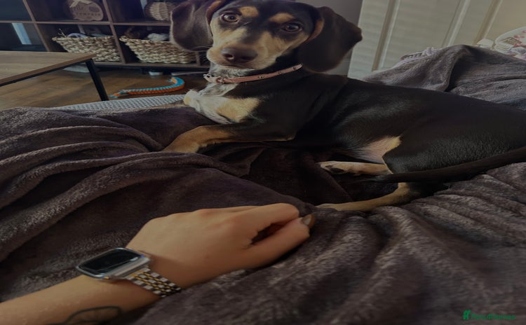 Dachshund dogs - Advert 1