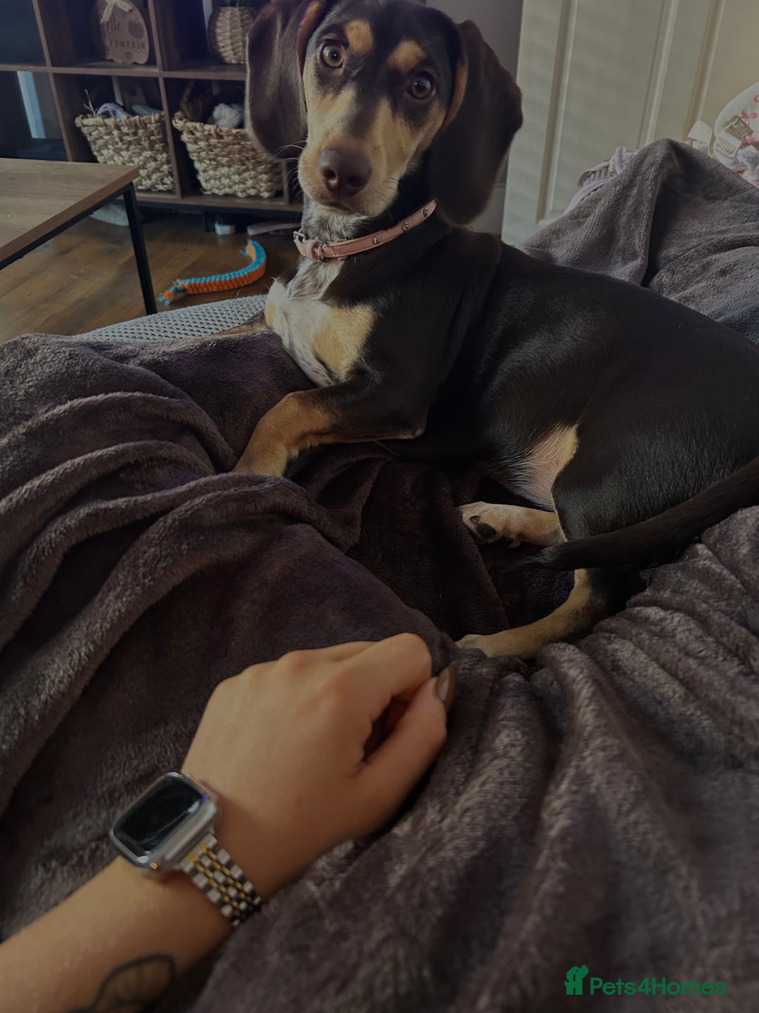 Dachshund dogs for sale: 8 month gorgeous chocolate/tri dachshund girl - Image 1