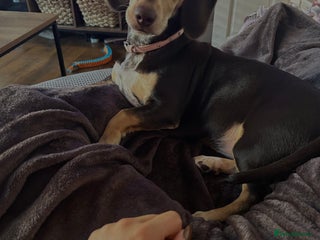 Dachshund dogs - Advert 2