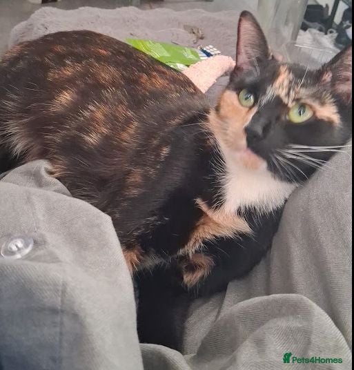 Mixed Breed cats 3 Lovely Friendly Kittens Looking for Loving Homes - Advert 1