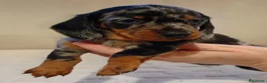 Miniature Dachshund 4