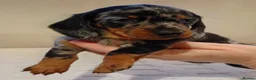 Miniature Dachshund dogs for sale: 💜 miniature dachshunds 💝 in Preston - Advert 15