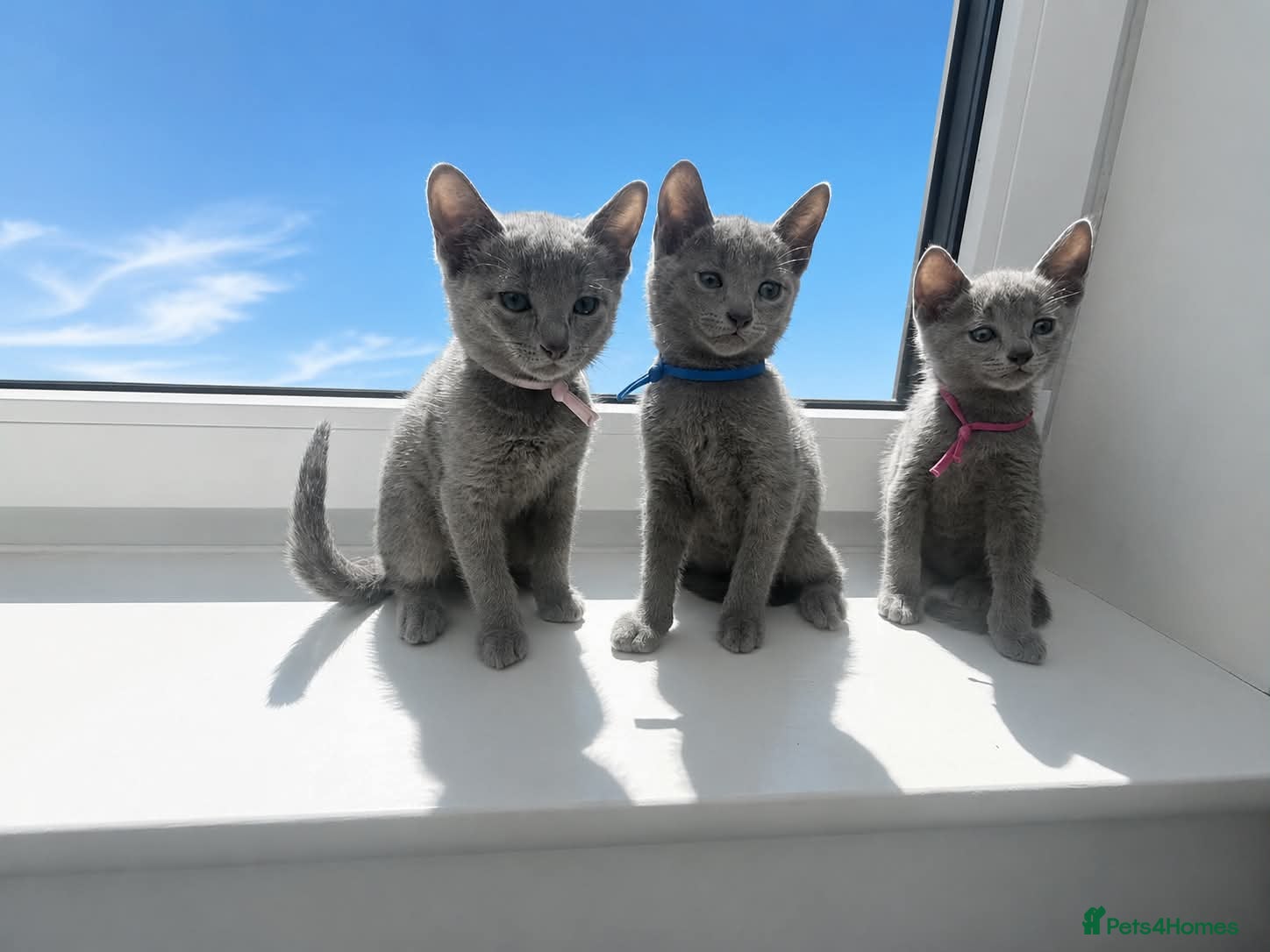 Russian Blue cats TICA REGISTERED Pure Breed Russian Blue Kittens - Advert 1