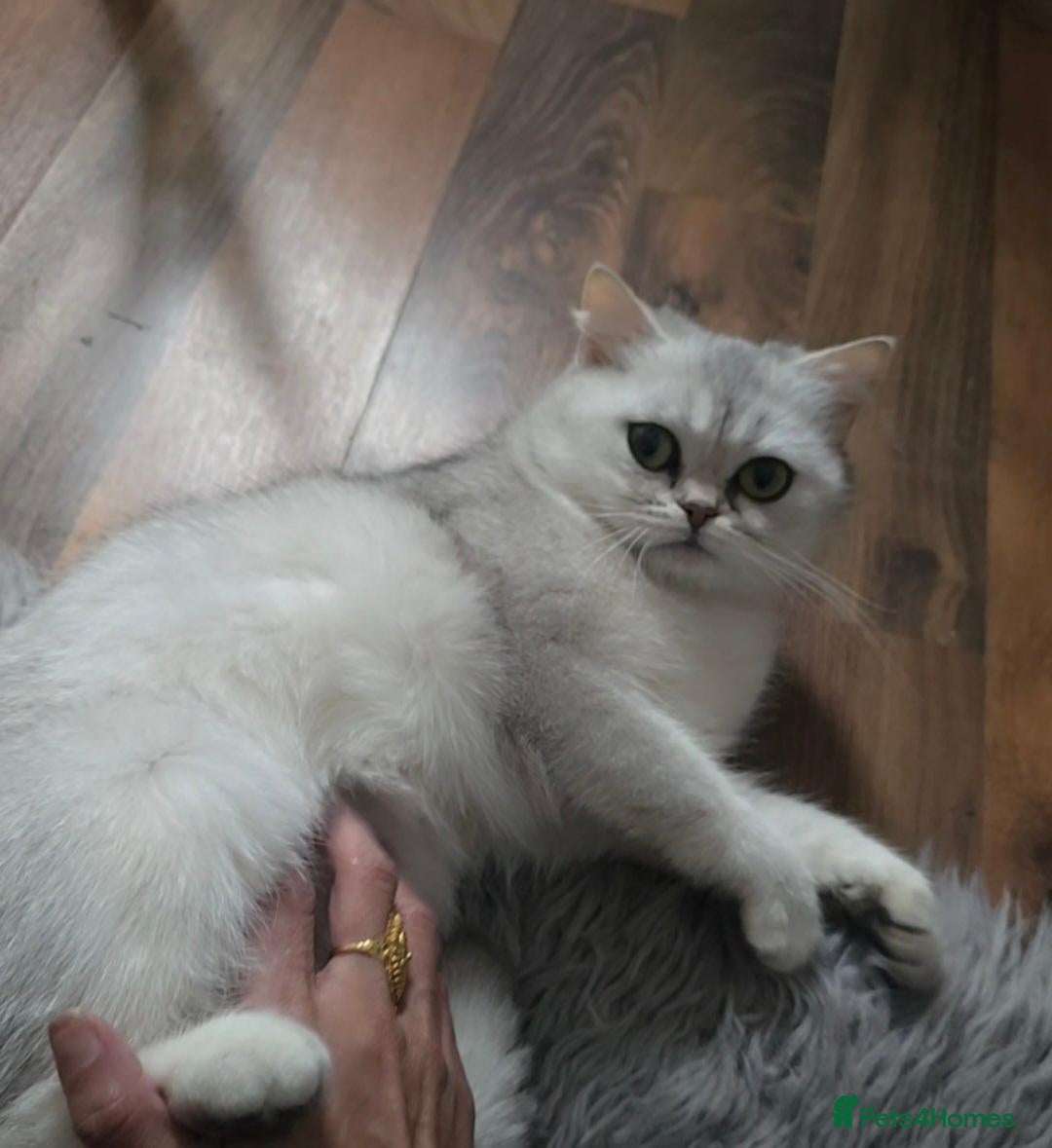 Scottish Fold cats Beautiful Female Scottish straight  - Advert 8