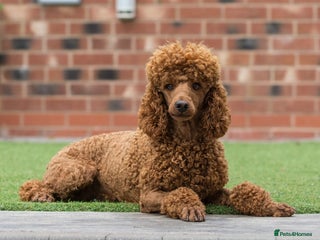 Miniature Poodle dogs in Stafford - Advert 39