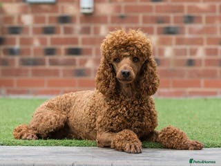Miniature Poodle dogs Donnajays 5 * Professional stud HEALTH TESTED in Stafford - Advert 23