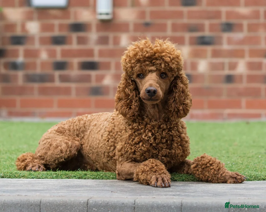 Miniature Poodle dogs for stud: Donnajays 5 * Professional stud HEALTH TESTED in Stafford - Advert 1