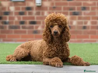 Miniature Poodle dogs Donnajays 5 * Professional stud HEALTH TESTED in Stafford - Advert 2