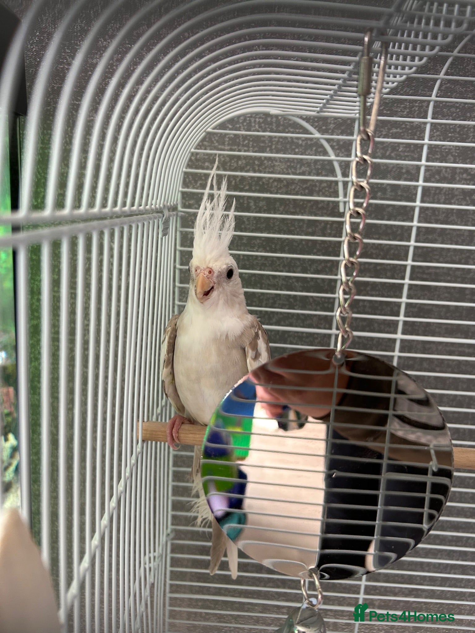 Cockatiels birds Cockatiel - Advert 1