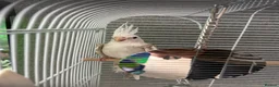 Cockatiels birds for sale: Cockatiel in March - Advert 1