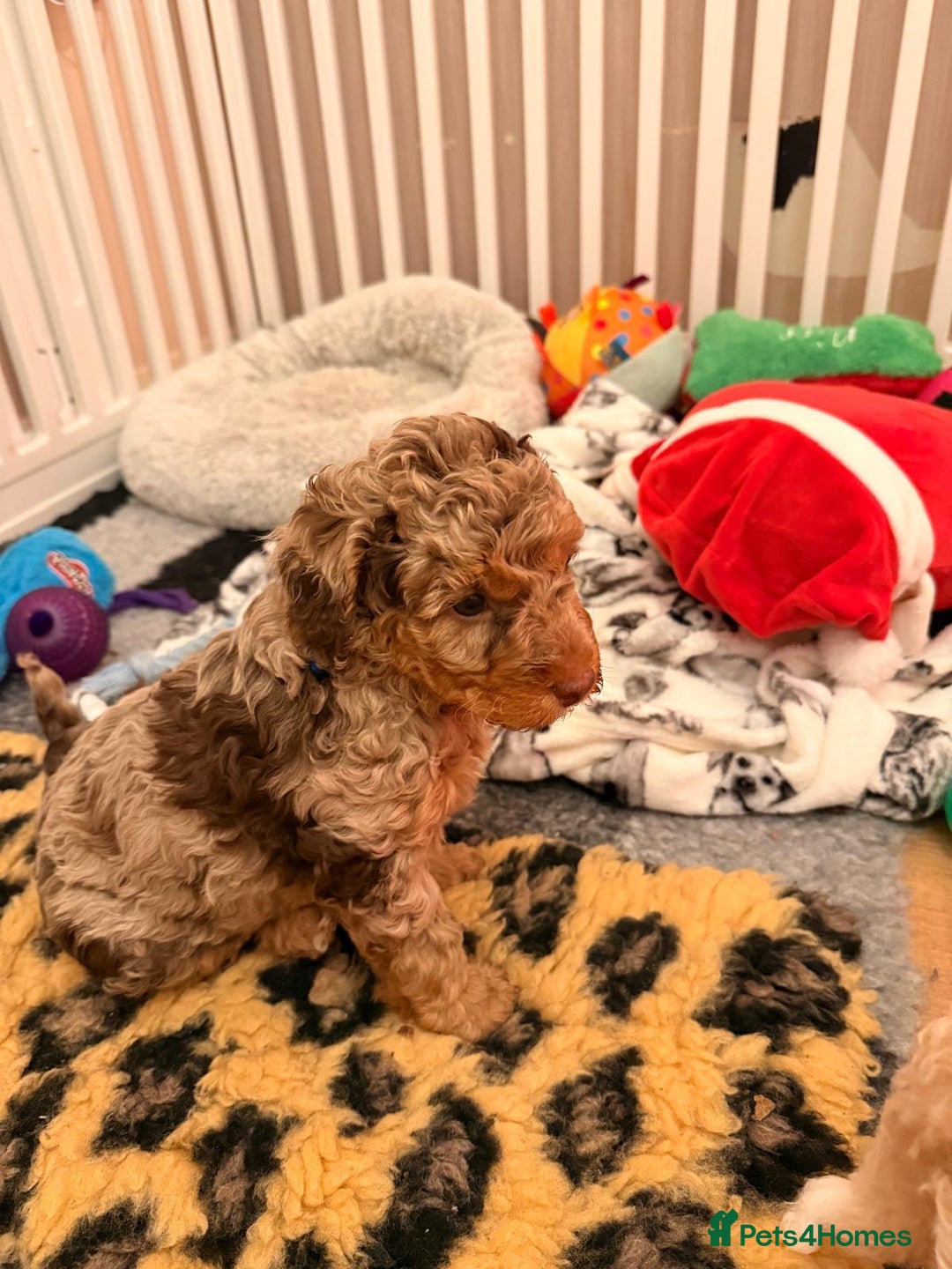 Cavapoo dogs for sale: 2 Male 2 Female unique colours Cavapoo’s - Advert 6