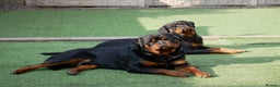 Rottweiler dogs for stud: BEAUTIFUL OLD TYPE BIG BONED ROTTIE! For stud in Mansfield - Advert 33