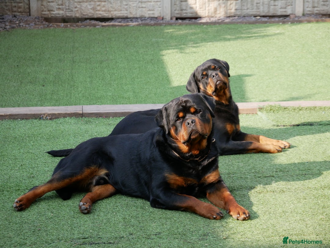 Rottweiler dogs for stud: BEAUTIFUL OLD TYPE BIG BONED ROTTIE! For stud in Mansfield - Advert 33