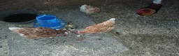 Chickens poultry for sale: Laying chickens - Advert 3