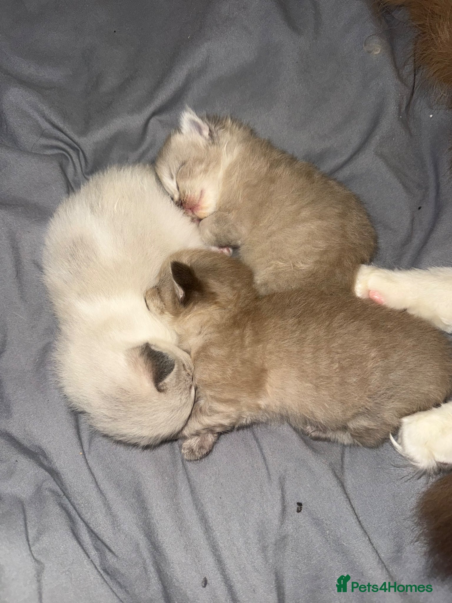 Ragdoll cats 3 female ragdolls including mink lynx  - Advert 16