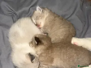 Ragdoll cats 3 female ragdolls including mink lynx - Advert 16