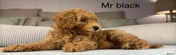 Maltipoo dogs for sale: GORGEOUS MALTIPOOS. BOYS ONLY - Advert 24
