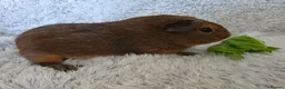 Guinea Pig rodents for sale: 2 boys rtl. - Advert 7