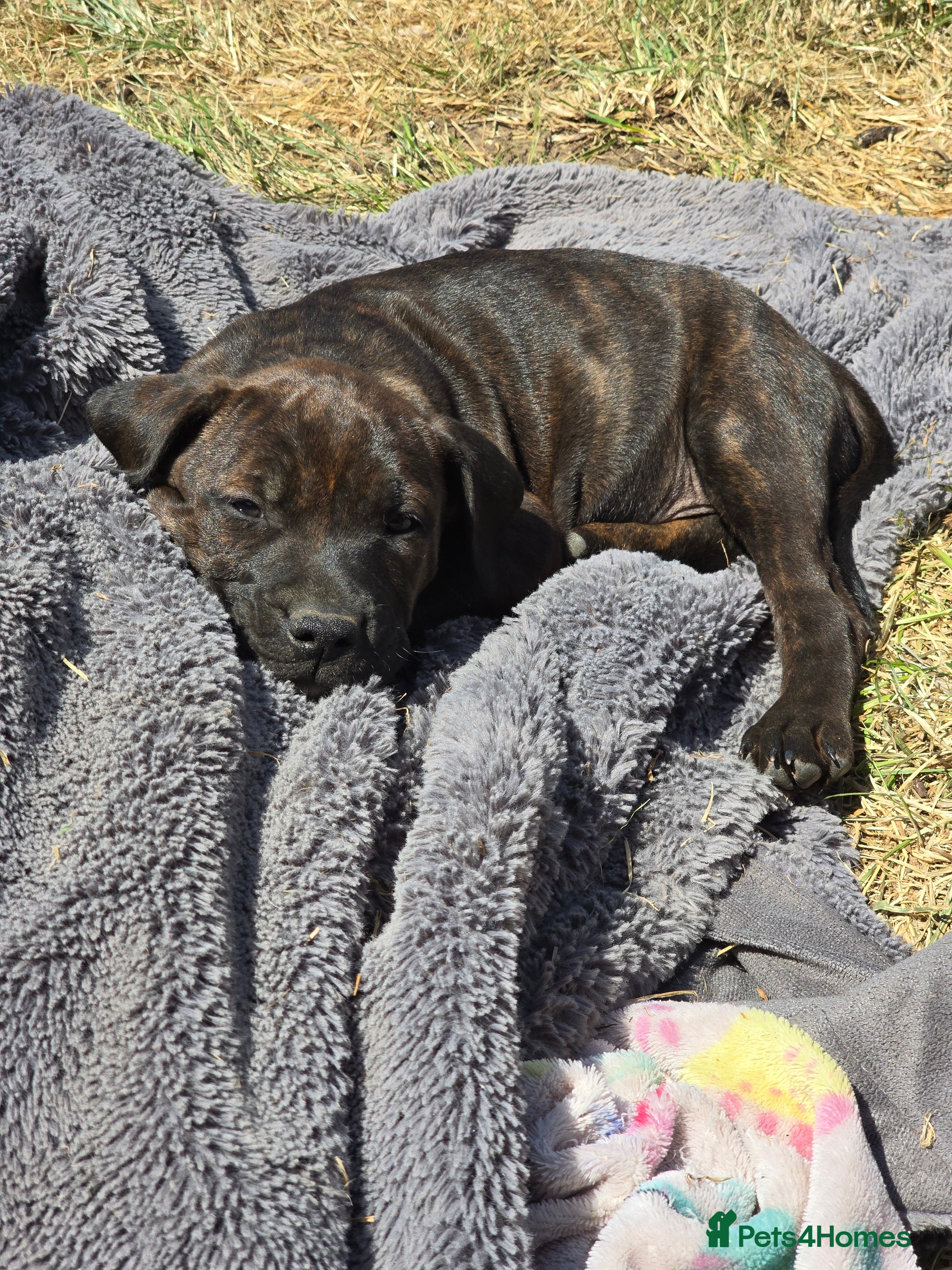 Staffordshire Bull Terrier dogs Stafordshire puppies - Advert 2