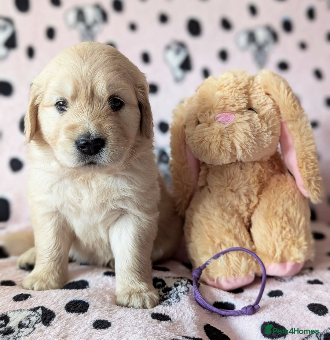 Golden Retriever dogs for sale: 7 Gorgeous Golden Retriever Puppies 🥰 - Image 4