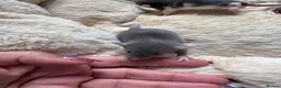 Rat rodents for sale: Beautiful dumbo fancy rats  - Advert 5
