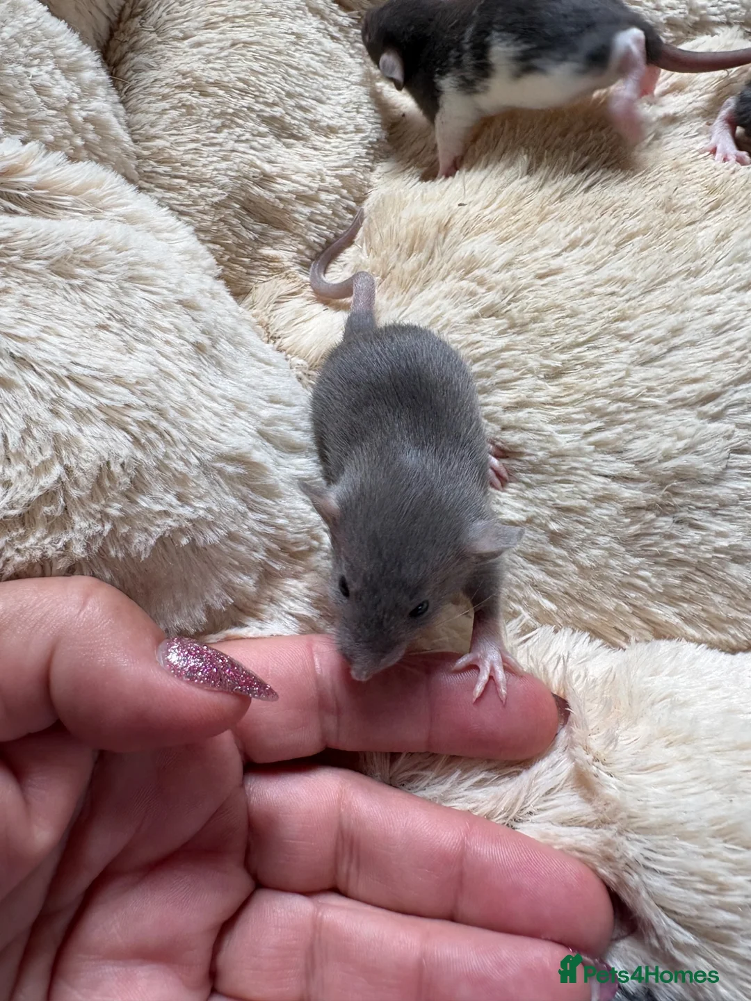 Rat rodents for sale: Beautiful dumbo fancy rats  - Advert 5