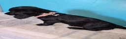 Miniature Dachshund dogs for sale: REDUCED✨️ RTG NOW✨️SOLID COLOURS✨️ MINI DACHSHUNDS - Advert 4
