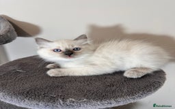 Ragdoll cats for sale: Last Girl & Boy beautiful Ragdolls - Image 3