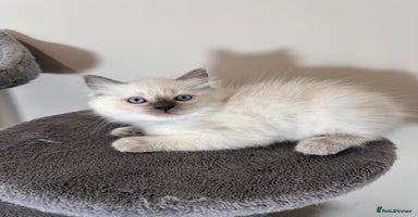 Ragdoll cats - Advert 15