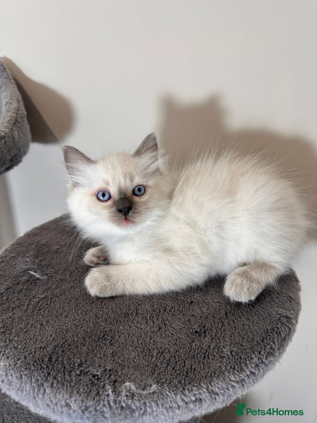 Ragdoll cats for sale: Last Girl & Boy beautiful Ragdolls - Image 3