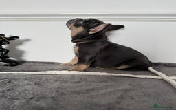 French Bulldog dogs for sale: Kc Registered 5 Generation Pedigree Quality  - Image 3