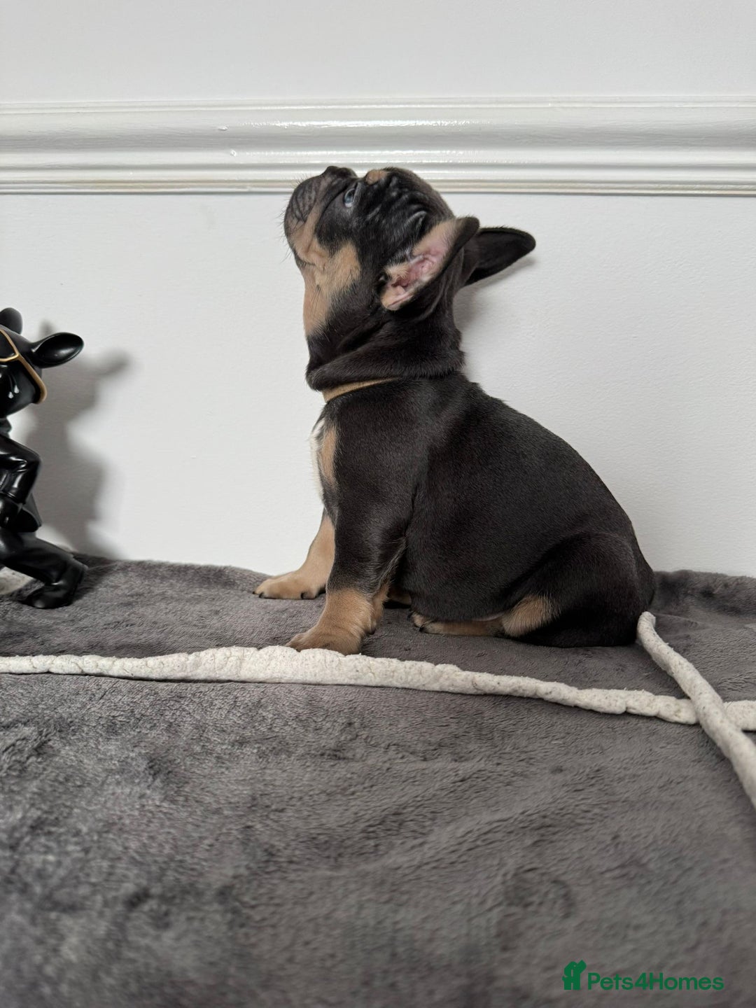 French Bulldog dogs for sale: Kc Registered 5 Generation Pedigree Quality  - Image 3