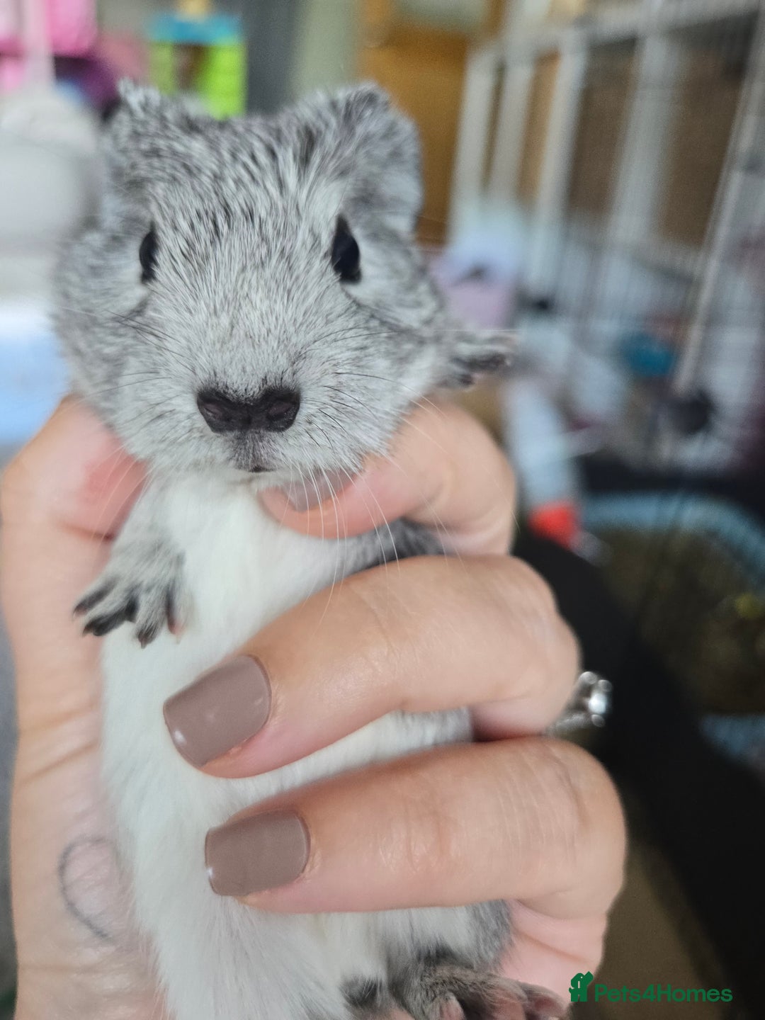 Guinea Pig rodents for sale: 3 baby guinea pigs - Image 5