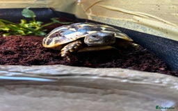 Hermann Tortoise reptiles for sale: Hermanns Tortoise babies - Image 10