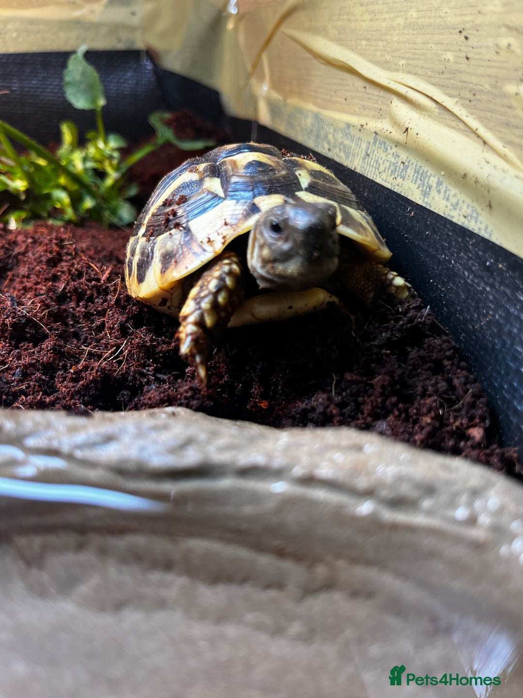 Hermann Tortoise reptiles for sale: Hermanns Tortoise babies - Image 10