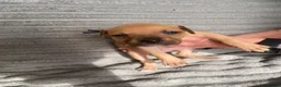 Mixed Breed dogs for sale: Staffie Mix litter of 10 - Advert 5