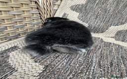 Mini Lop rabbits for sale: Gorgeous mini lop bucks available . - Image 13